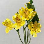 Fresh Lemon-Yellow Alstroemeria · Yellow & Gold