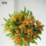 Haisheng Orange Alstroemeria · Orange & Coral