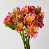 Red Butterfly Open-Wing Scarlet Alstroemeria · Red