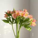 Tangerine Orange Alstroemeria · Orange & Coral