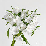 White Moonlight Purest Spot-Free White Alstroemeria · White & Cream