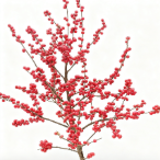 80cm Red Ilex Winterberry Branches · Red