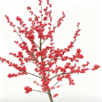 90cm Extra-Long Red Ilex Winterberry Branches · Red