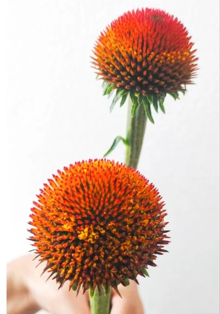 Cats Eye Orange Safflower / Carthamus Globes · Orange & Coral