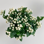 Creamy White Hypericum Berries · White & Cream