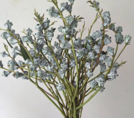Eucalyptus Seed Pods / Silver Bell Gum Nuts · Green & Foliage