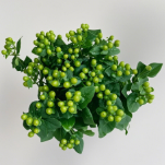 Fresh Green Hypericum Berries · Green & Foliage