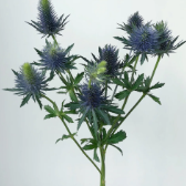 Supernova Giant Metallic-Blue Eryngium Thistle · Blue