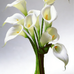 Creamy Ivory Mini Calla Lily · White & Cream