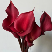 Red Alert Crimson-Red Mini Calla Lily · Red