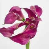 Romantic Rose-Pink Mini Calla Lily · Pink & Blush