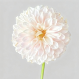 Peach Blossom Blush-Kissed Ivory Ball Dahlia · White & Cream