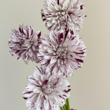 Waterlily Prince Burgundy-Splashed White Bicolor Dahlia · Bicolor & Multi-Color