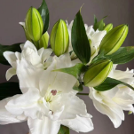 Chardonnay Pure White Double Oriental Lily - 4+ Buds / Multi-Bud · White & Cream