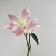 Goddess Soft Blush-Pink Double Lily (1 buds/stem) · Pink & Blush
