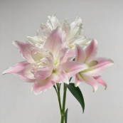 Goddess Soft Blush-Pink Double Lily (3 buds/stem) · Pink & Blush
