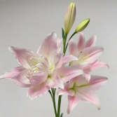 Goddess Soft Blush-Pink Double Lily - 4+ Buds / Multi-Bud · Pink & Blush