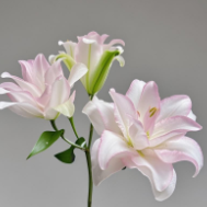 Ice Beauty Pure White Double Oriental Lily (3 buds/stem) · White & Cream