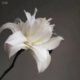 Lotus Beauty Pure Snow-White Double Oriental Lily (1 buds/stem) · White & Cream