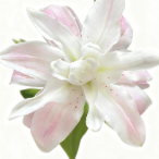 Lotus Elegance Pure White-Green Double Lily (2 buds/stem) · White & Cream