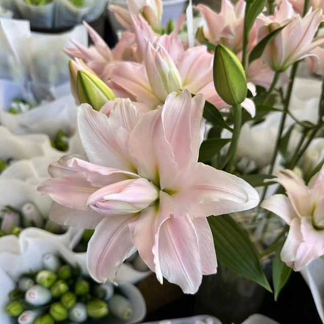 Powder Blush Soft Pink Double Oriental Lily (3 buds/stem) · Pink & Blush