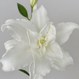 White Angel Pure White Double Oriental Lily (2 buds/stem) · White & Cream