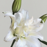 White Angel Pure White Double Oriental Lily (3 buds/stem) · White & Cream