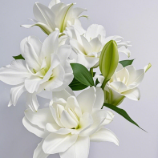 White Lotus Pure White Double Oriental Lily - 4+ Buds / Multi-Bud · White & Cream