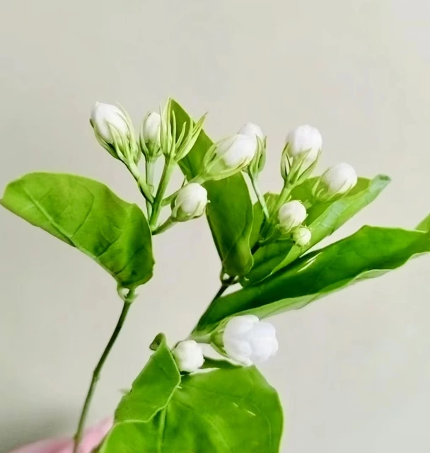 Arabian Jasmine Buds & Foliage · White & Cream
