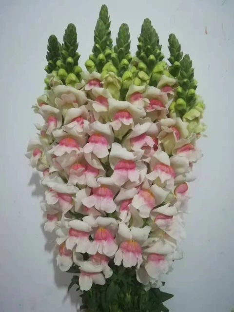 Bicolor Snapdragon / Antirrhinum Spikes · Bicolor & Multi-Color