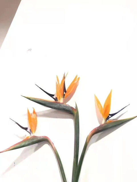 Bird of Paradise / Strelitzia Reginae · Orange & Coral