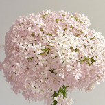 Blush-Pink Rice Flower · Pink & Blush