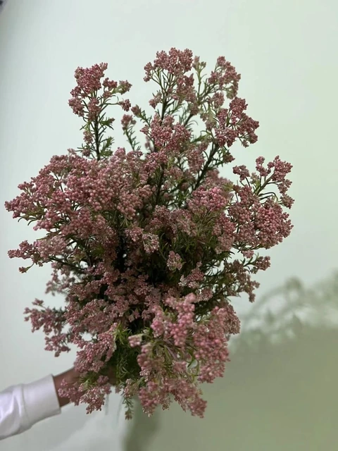 Blush Pink Spirea / Micro-Blossom Filler · Pink & Blush