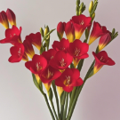 Crimson Red Freesia · Red