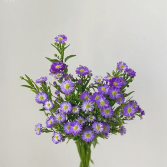 Deep Purple Tatarian Aster / Monte Casino Filler · Purple & Lavender