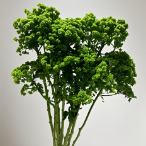 Emerald Green Trachelium / Throatwort Dome Filler · Green & Foliage