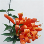 Flamevine / Orange Trumpet Vine · Orange & Coral