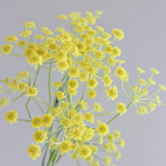 Flowering Fennel / Dill Umbels · Green & Foliage