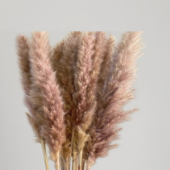Fluffy Natural Reed Plumes / Phragmites · Champagne, Peach & Apricot