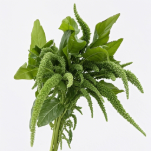 Fresh Green Upright Rice Flower / Thlaspi · Green & Foliage