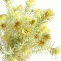 Golden Star-of-Bethlehem / Yellow Ornithogalum · Yellow & Gold