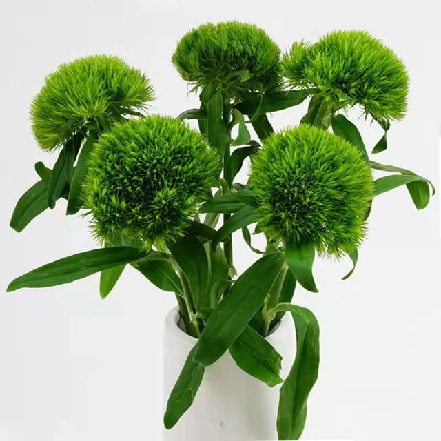 Green Trick Dianthus / Moss Ball Carnation · Green & Foliage