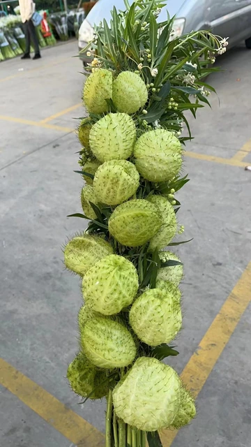 Hairy Balls / Gomphocarpus Physocarpus Seed Pods · Green & Foliage