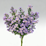 Light Lavender Tatarian Aster / Monte Casino Aster · Purple & Lavender