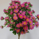 Magenta Mini Daisy Mum / Petite Cerise Aster · Pink & Blush