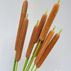 Ornamental Cattail / Bulrush Spikes · Vintage Coffee, Terracotta & Dark