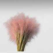 Pink Muhly Grass / Hairawn Muhly Plumes · Pink & Blush