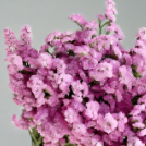 Pink Statice / Sea Lavender · Pink & Blush