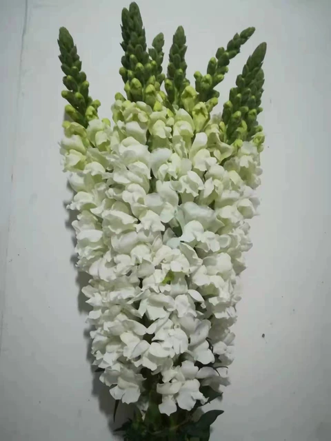 Pure White Snapdragon / Antirrhinum Spikes · White & Cream