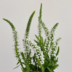 Pure White Veronica / Speedwell Line Spikes · White & Cream